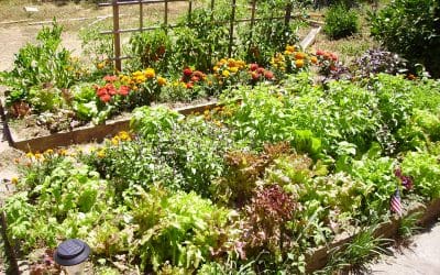 5 Ways to Help Your Garden Survive Summer
