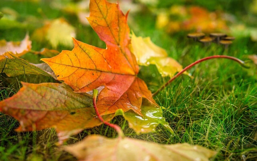 5 Tips for Fall Lawn Maintenance