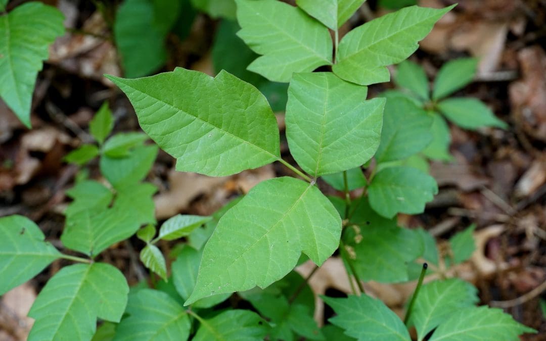 How to Identify and Remove Poison Ivy