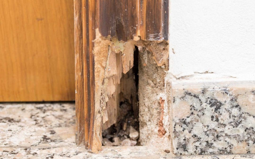 How to Prevent Termites