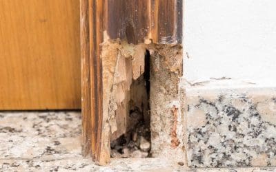 How to Prevent Termites